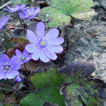 Crucea voinicului (Hepatica transsilvanica)